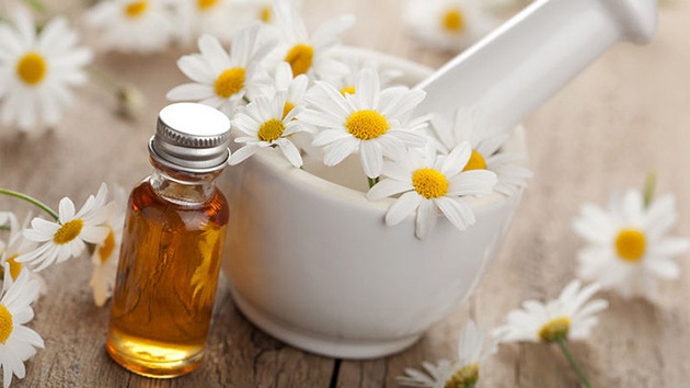 chiết xuất hoa Cúc Daisy