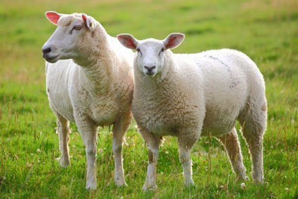 Nhau thai cừu là một trong những thành phần chưá khá nhiều chất dinh dưỡng