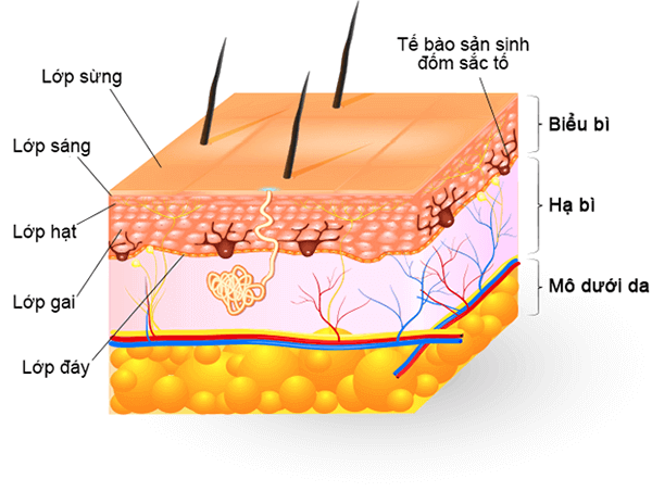 Cấu tạo da mặt, nám da thường xuất hiện ở lớp hạ bì - bị nám da mặt phải làm sao