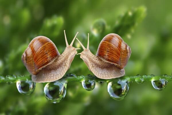 Chiết xuât từ ốc sên rất có hiệu quả cho làn da nhạy cảm của bạn