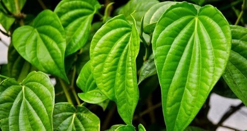 Chọn lá trầu không sạch, không thuốc hóa học - dung dịch vệ sinh phụ nữ trầu không