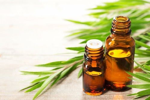 Dầu tràm trà giúp giảm viêm sưng do mụn gây ra