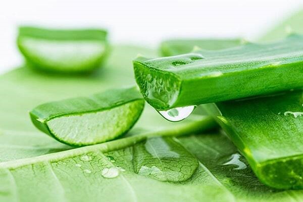 Gel nha đam hiệu quả giảm sự sưng viêm của mụn mủ - kem trị mụn mủ