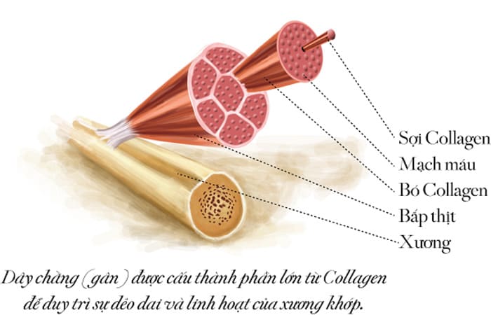 Collagen trong cơ bắp cho chức năng tăng độ dẻo dai