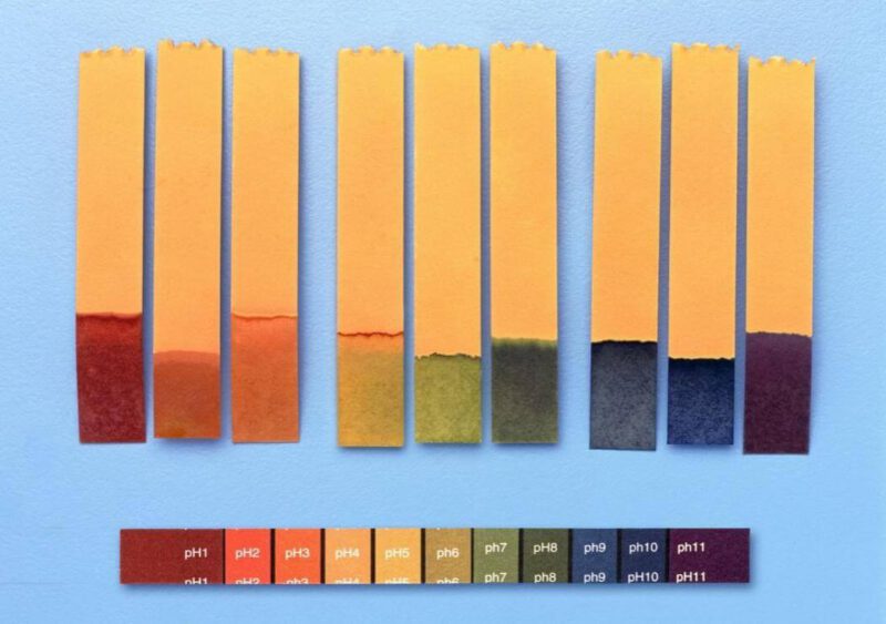 pH 5.5 khi đo bằng giấy quỳ thường cho màu vàng hơi ngả sang lục